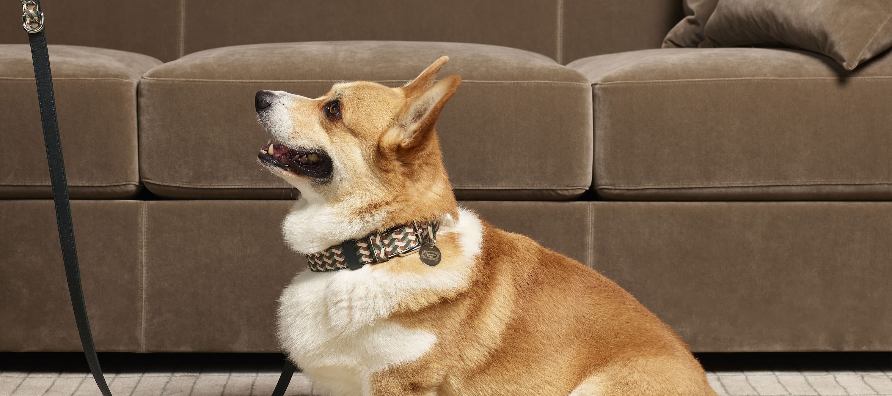 Pet collection | Collar