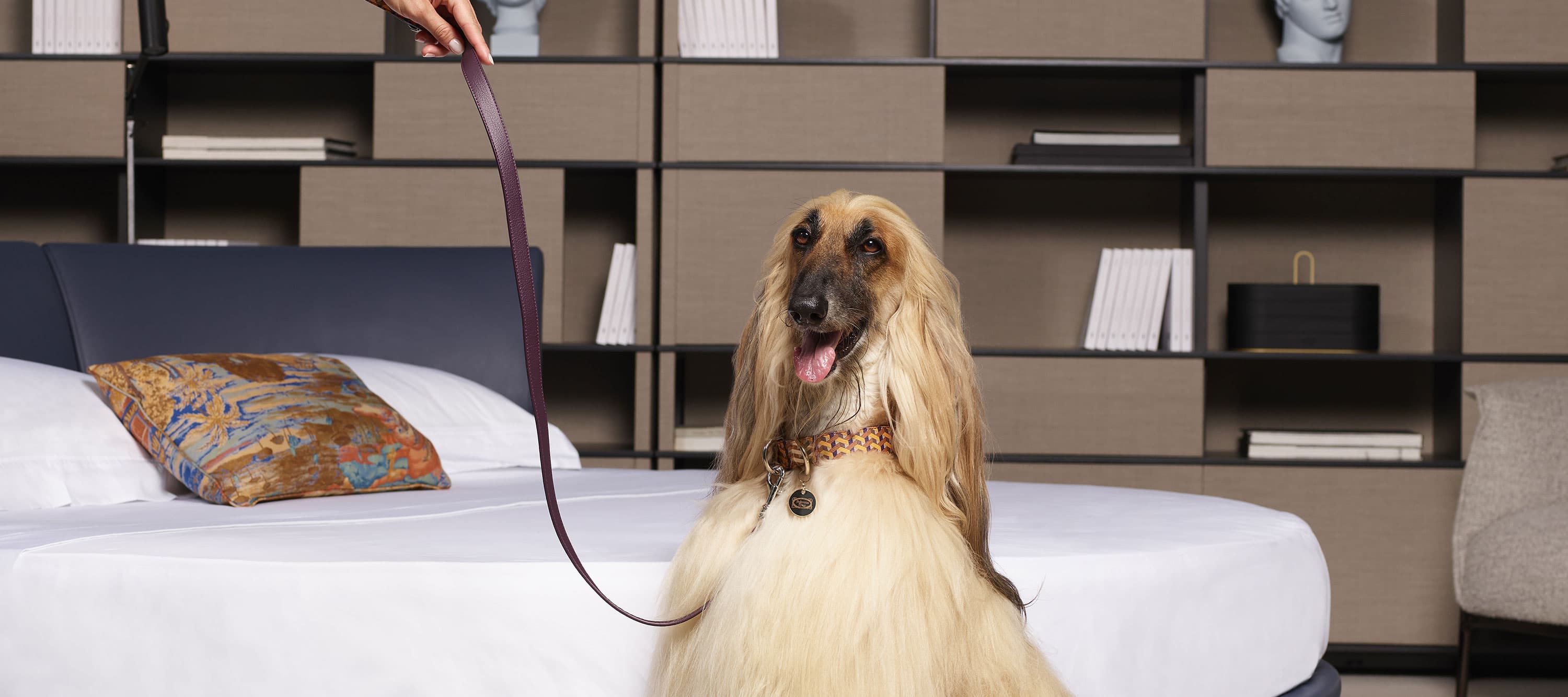 Pet collection | Leash